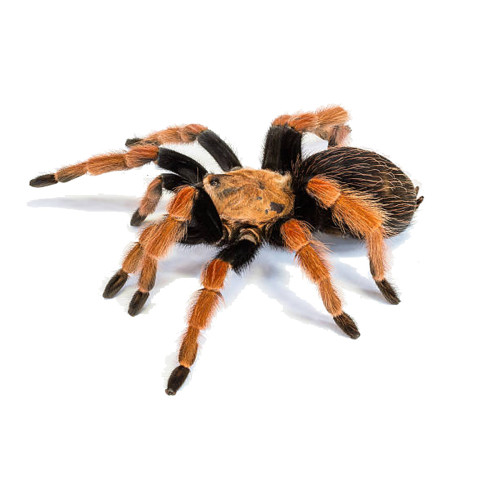 Mexicansk Fireleg Fugleederkop (Brachypelma Boehmei)