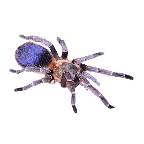 Colombiansk Dværg Edderkop (pseudhapalopus sp blue)