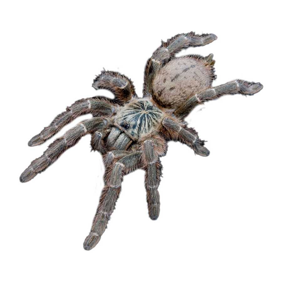 Sandfarvet baboon spider (Pterinochilus murinus (TCF))