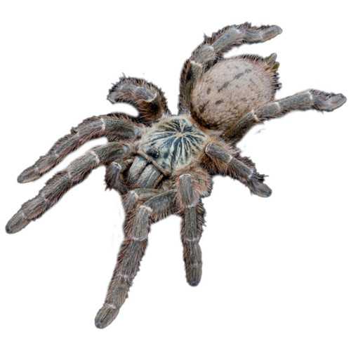 Sandfarvet baboon spider (Pterinochilus murinus (TCF))