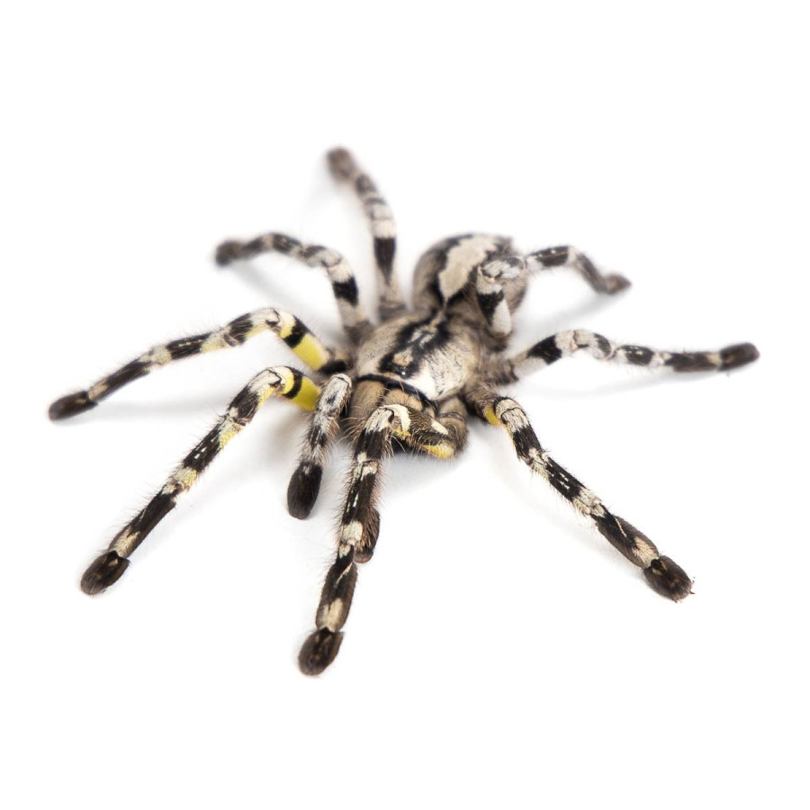 Indisk Fugleederkop (Poecilotheria regalis)