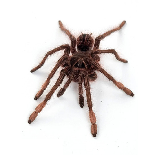 Lyserød fodet goliat fugleedderkop (Theraphosa Apophysis)