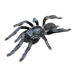 Phormingochilus Arboricola også kendt som borneo black tarantula. Læs mere og køb online her!