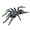 Phormingochilus Arboricola også kendt som borneo black tarantula. Læs mere og køb online her!