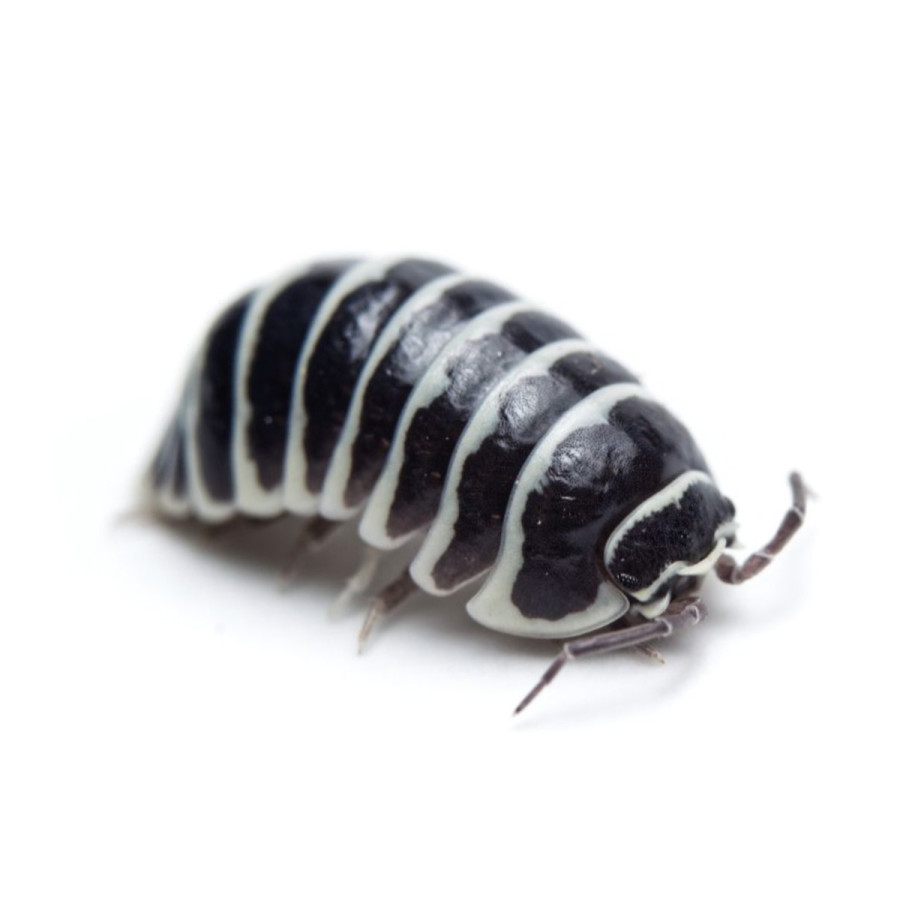 Bænkebidere - Armadillidium Maculatum 5 stk.