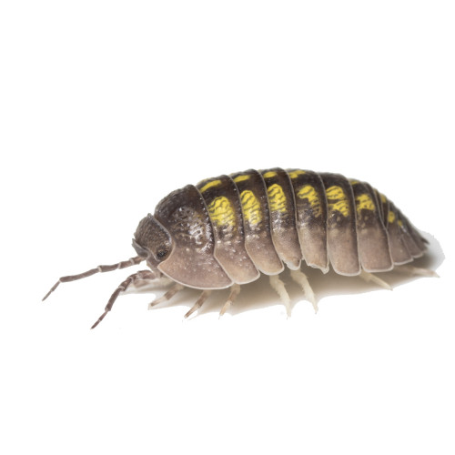 her ses et billede af bænkebider artenArmadillidium Granulatum