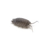 Bænkebidere - Armadillidium Peraccae 5 stk.