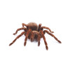 Goliath Fugleedderkop (Theraphosa blondi)