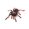 Rødbenet fugleedderkop (Brachypelma emilia)