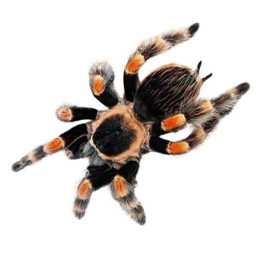 Mexicansk Rødknæet Fugleedderkop (Brachypelma Hamorii) køb her!