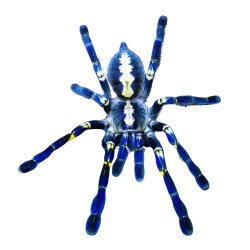 Poecilotheria metallica - Indiske safir fugleedderkop, læs om pasning og køb her!