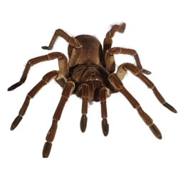 Burgundy goliath fugleedderkop - Theraphosa Stirmi læs mere og køb den her!